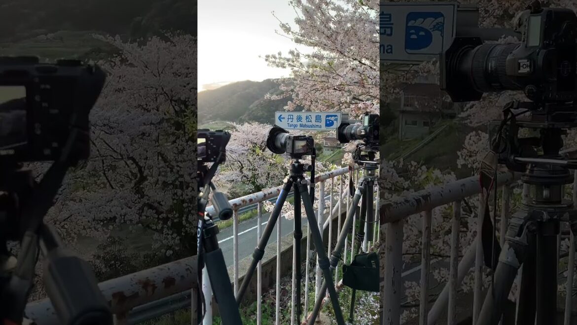 Cherry blossoms of Tango Matsushima 📍Kyotango City, Kyoto, Japan #short #shorts #explore #shortsfeed