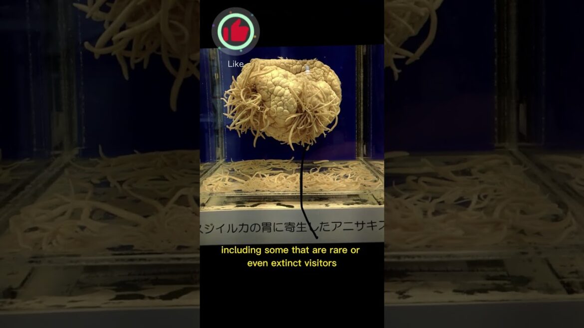 Did You Know? - Tokyo - Parasitological Museum - Part 1 #travel #tips #shorts #viral #tokyo