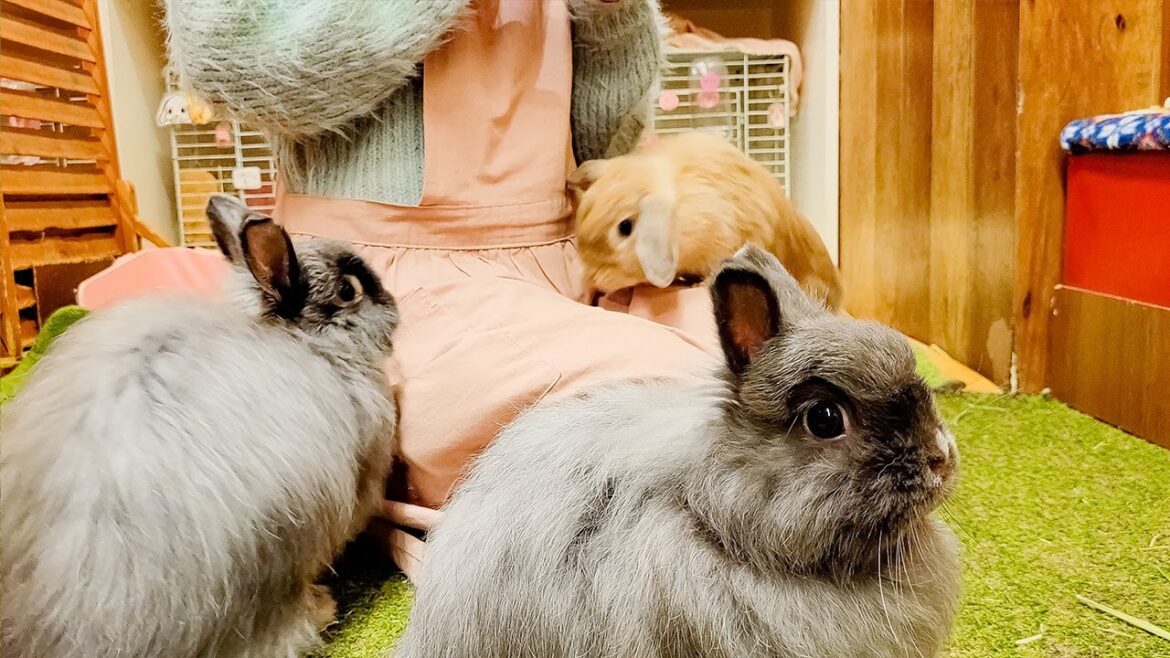 Visiting Japan’s Cute Rabbit Cafe🐰💓 | Bunny Cafe Moff Rell | ASMR Visiting Japan's Cute Rabbit Cafe🐰💓 | Bunny Cafe Moff Rell | ASMR