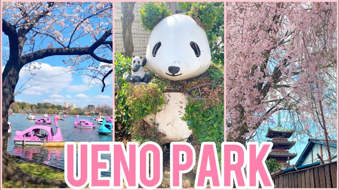 Ueno Park Cherry Blossoms 2023 - Sakura Festival Tokyo Japan | Adventures of Sharon