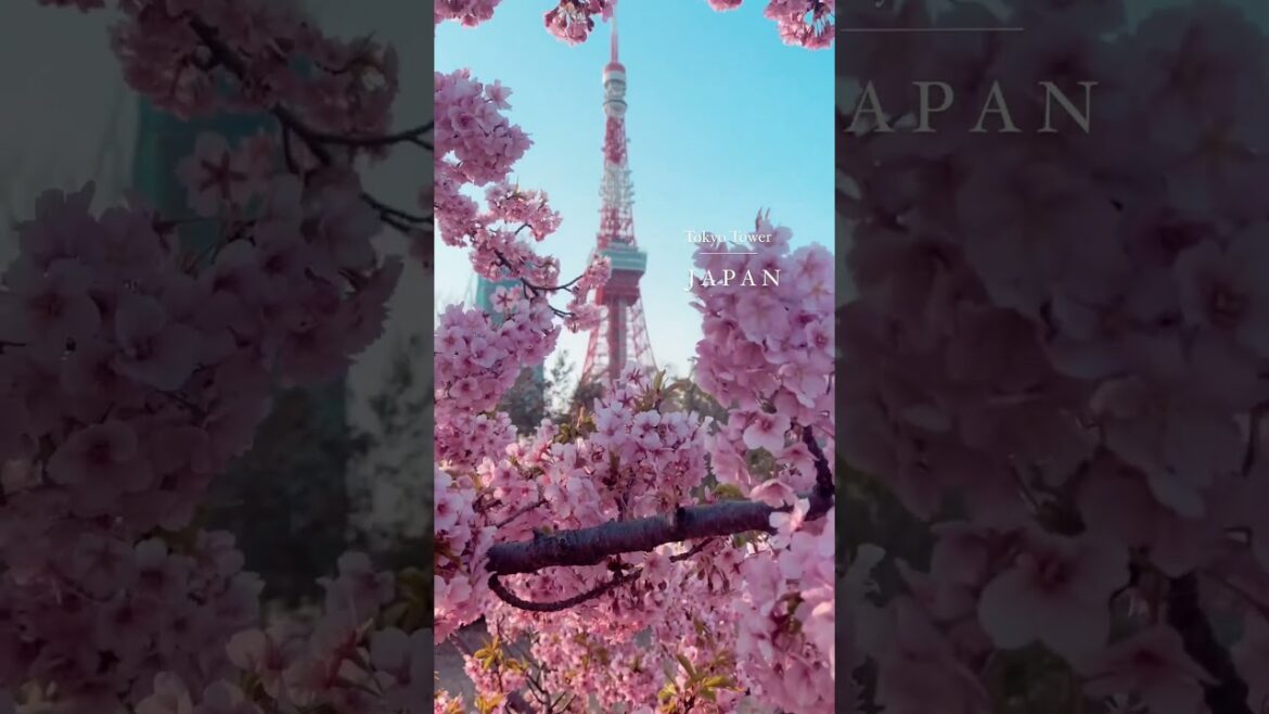 Kyoto ￼ tower in full booms #travel #sakurablossoms #kyoto #viral #shorts