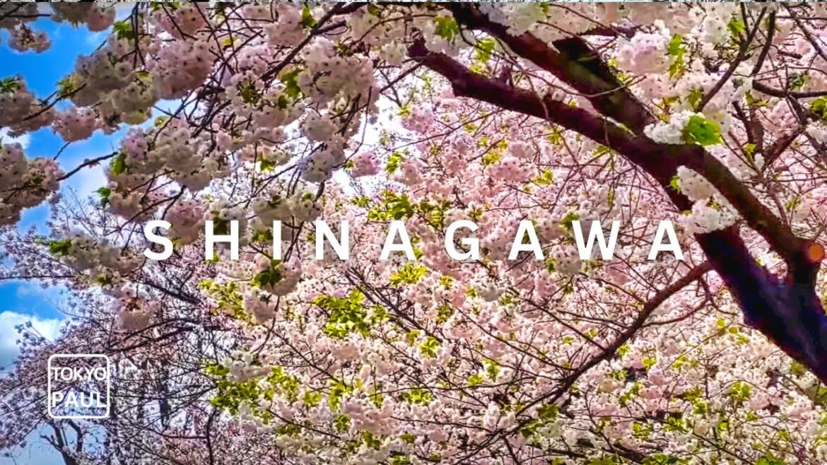 Cherry Blossoms Shinagawa Tokyo Live Cherry Blossoms Shinagawa Tokyo Live