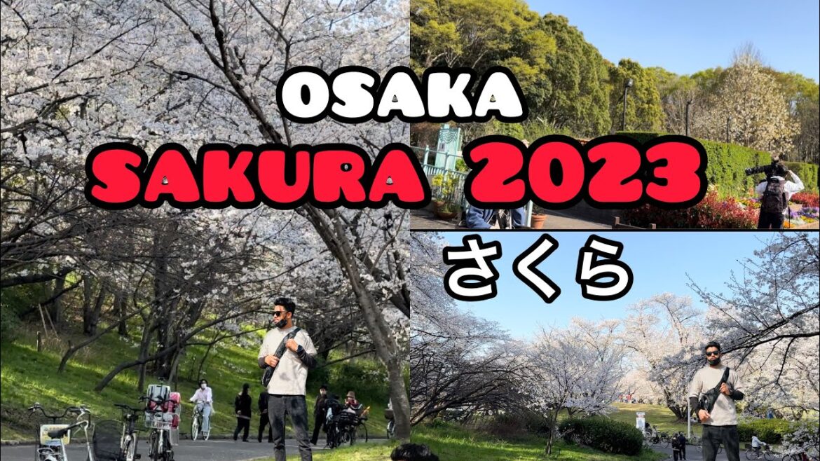 Amazing  ￼Cherry Blossom￼ 2023 osaka japan /জাপানের সাকুরা ফুল