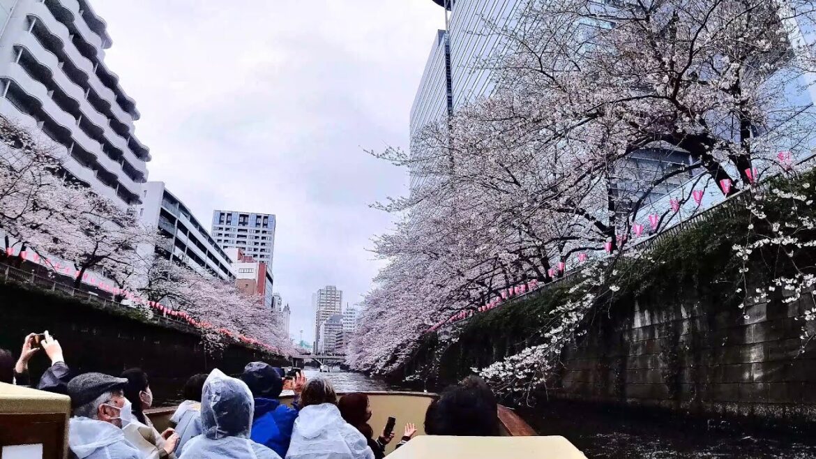 【桜の名所】目黒川お花見クルーズ（Cherry Blossom Spots 2023 Meguro River Hanami Cruise）벚꽃 명소 2023 메구로가와 하나미 크루즈
