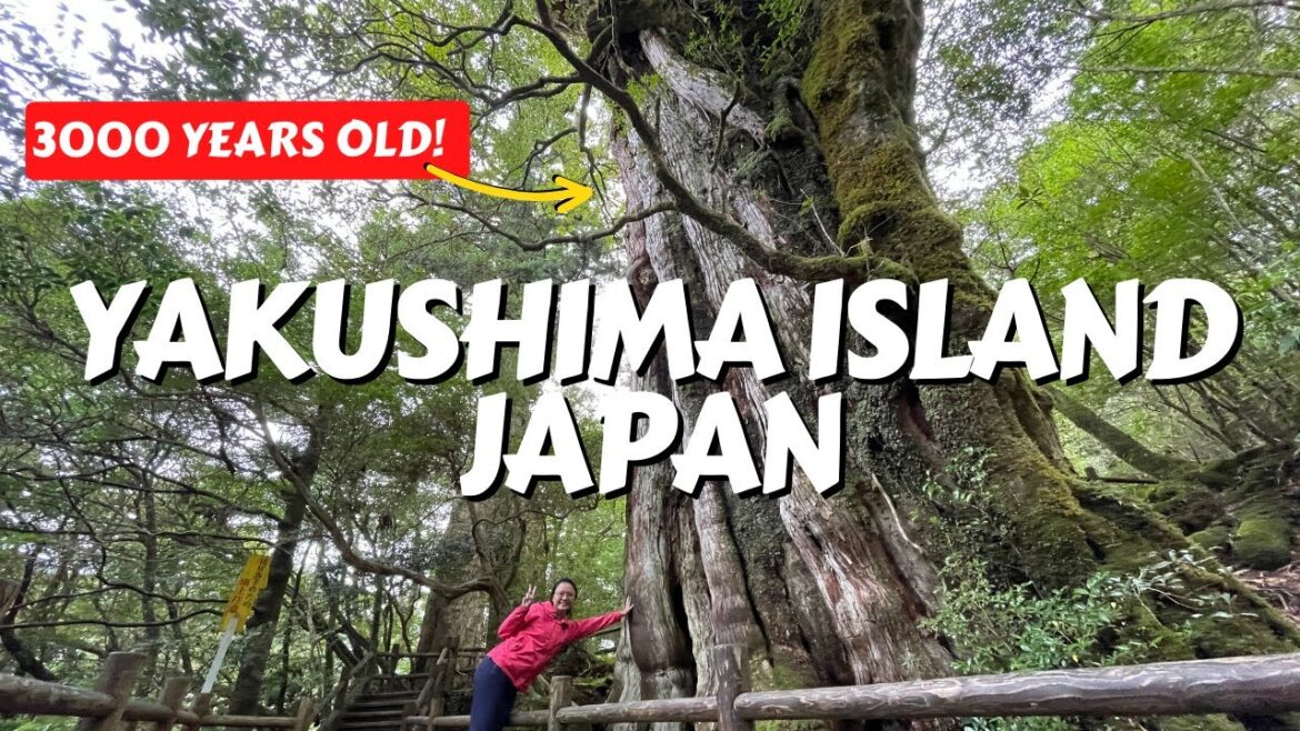 We Visited Japan's BEST KEPT SECRET: Yakushima Island