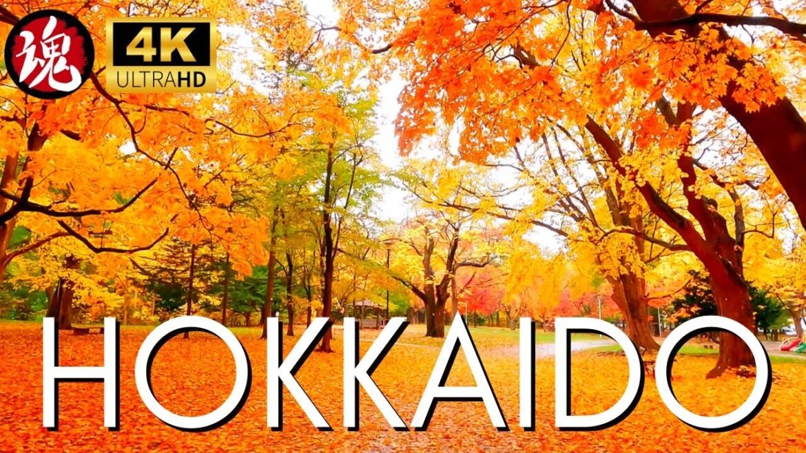 Beautiful Autumn Walk Japan | Sapporo Hokkaido Beautiful Autumn Walk Japan | Sapporo Hokkaido