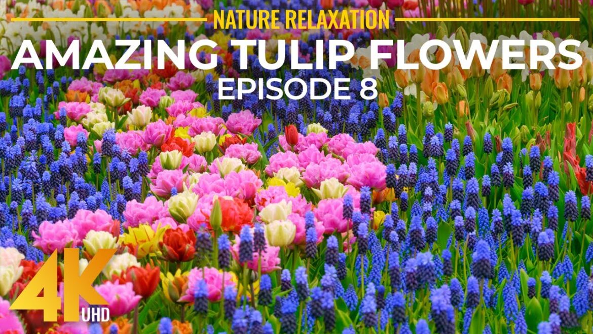 Springtime Blossoms in Vibrant Colors (4K UHD) – Skagit Valley Tulip Festival (2022) – Episode 8 Springtime Blossoms in Vibrant Colors (4K UHD) - Skagit Valley Tulip Festival (2022) - Episode 8