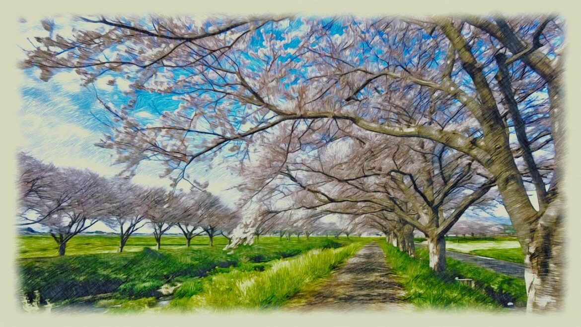 Japan Cherry Blossoms 2023 （Fukuoka,Sakura Trees along Kusaba River）4K ASMR