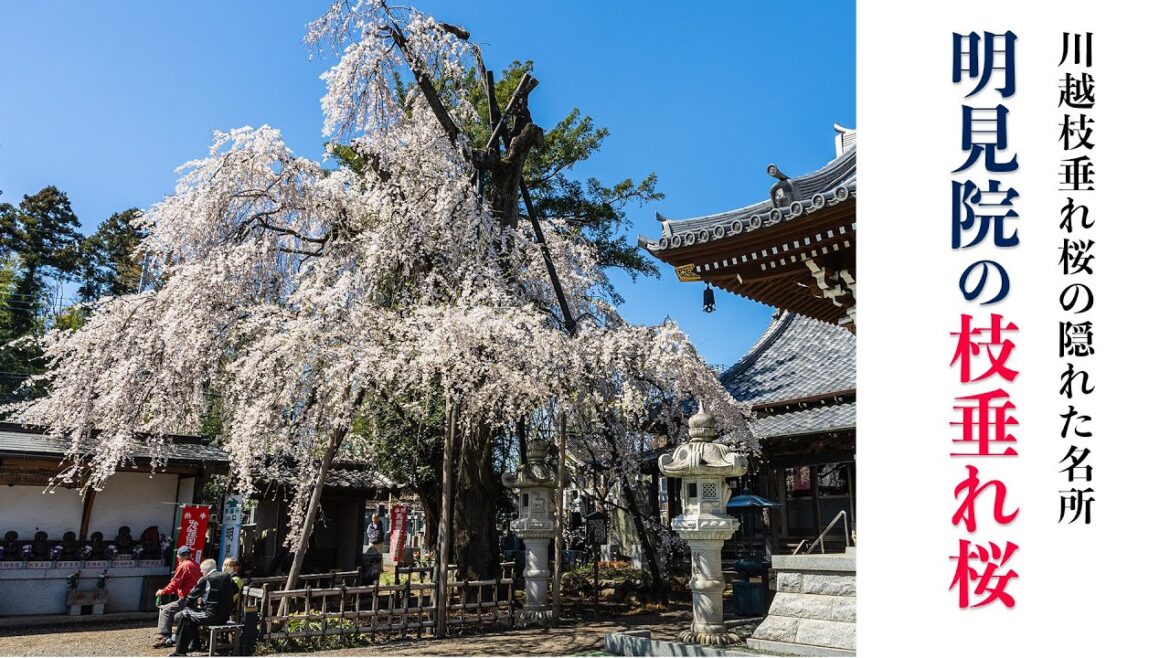 川越明見院 枝垂れ桜【桜2023🌸】川越の枝垂れ桜の名所 – Kawagoe Myoken-in Temple Weeping Cherry Trees 川越明見院 枝垂れ桜【桜2023🌸】川越の枝垂れ桜の名所 - Kawagoe Myoken-in Temple Weeping Cherry Trees
