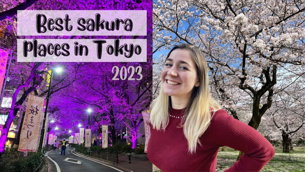 My top 5 favorite spots to watch cherry blossom in 2023 in Tokyo My top 5 favorite spots to watch cherry blossom in 2023 in Tokyo