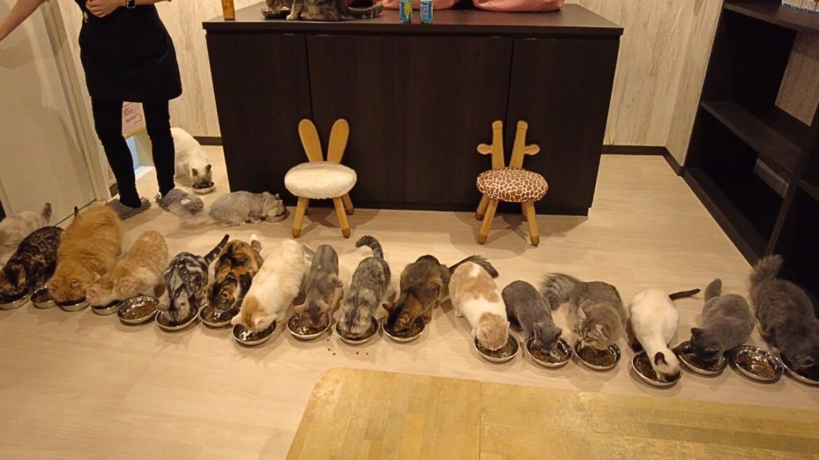 Heaven! Adorable Cat Cafe 🐈 Nagoya Japan
