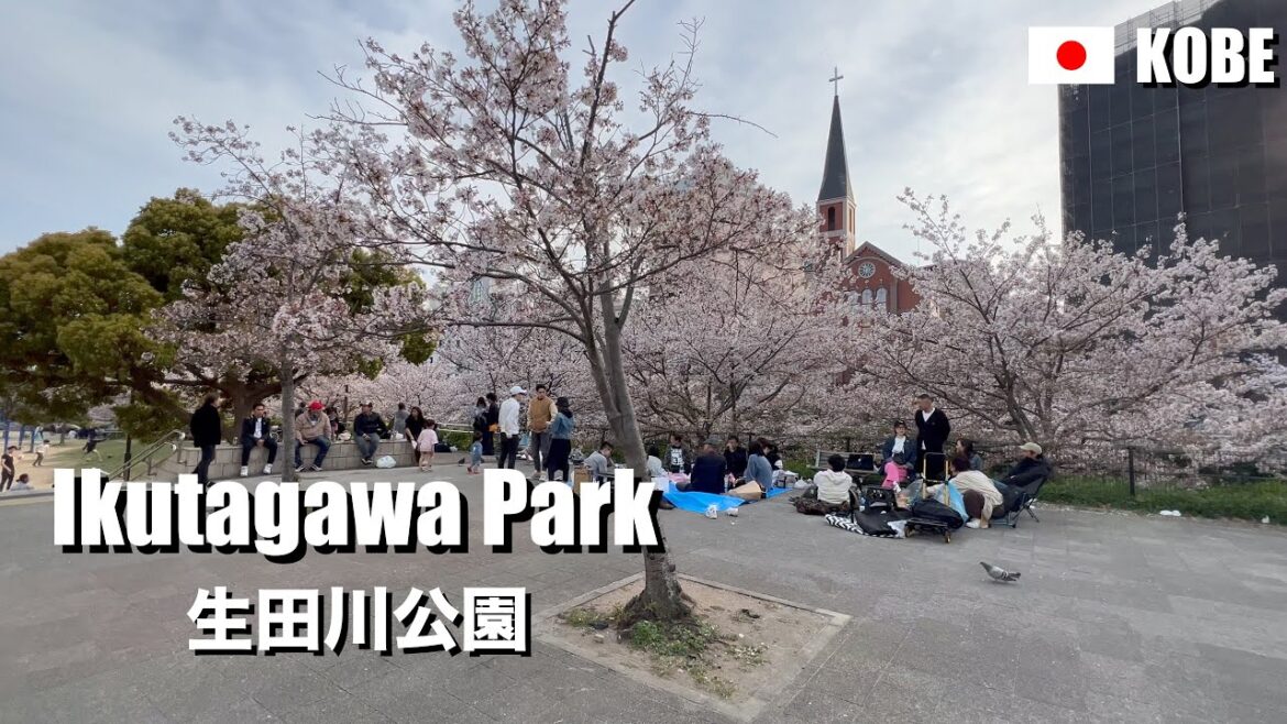 Ikutagawa Park and people viewing cherry blossoms in Kobe Japan | 4K Walking