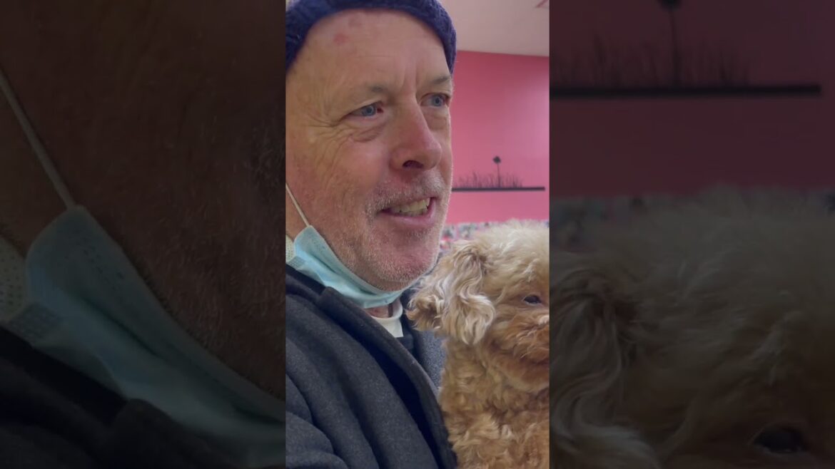 Who's the cutest?? Man or dog?? Visiting the Dogs for Up for adoption in Hiroshima, Japan    #shorts