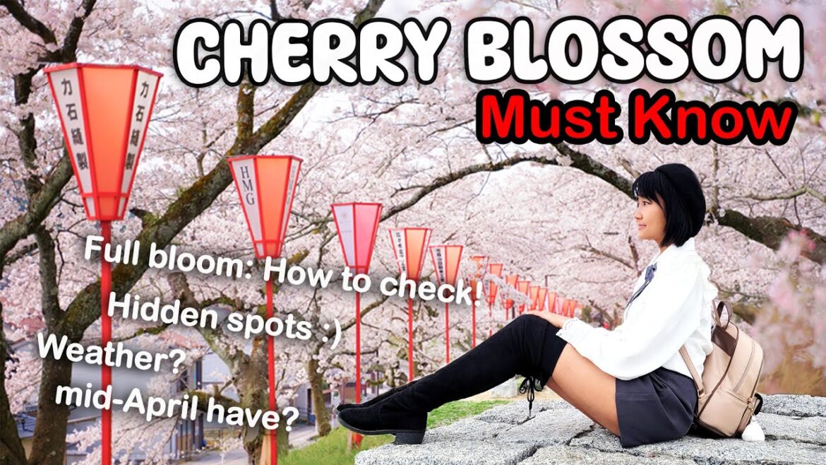 Cherry Blossom 2023: Things you Must-Know before you Go!!🌸