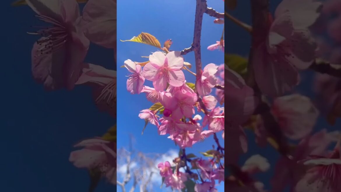 Matsuda Sakura Matsuri Matsuda Sakura Matsuri