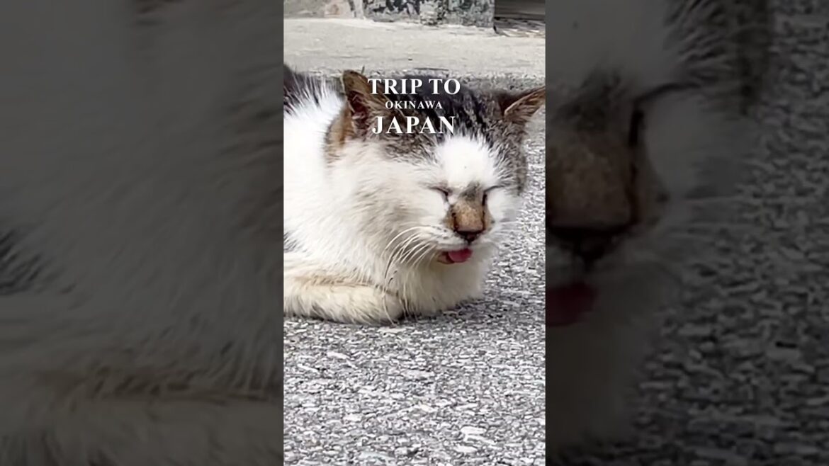 trip to OKINAWA JAPAN 일본오키나와 여행