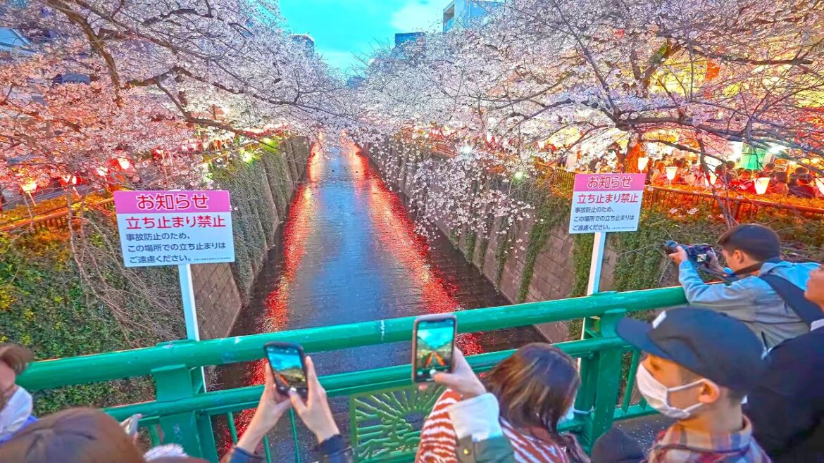 Blooming Tokyo – Meguro Sakura experiment・4K HDR Blooming Tokyo - Meguro Sakura experiment・4K HDR