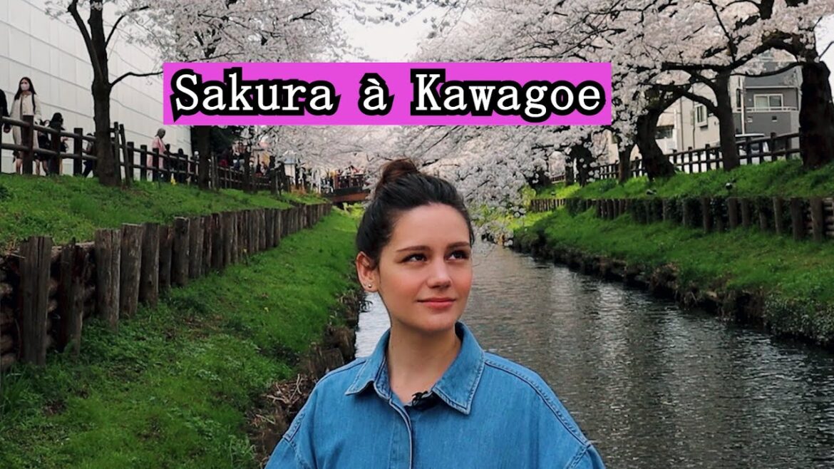 Sakura à Kawagoe ! VOSTFR