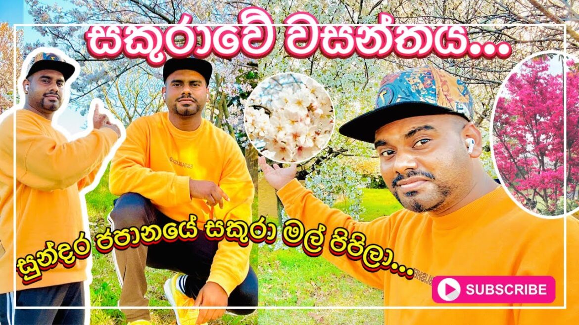 Sakura blossoms japan 2023#spring #season වසන්තකාලයේ ලස්සන දවසක..#alone#cherryblossom