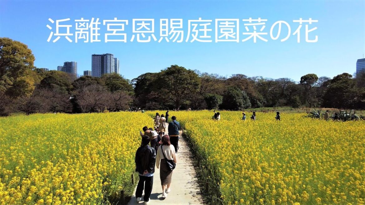 浜離宮恩賜庭園菜の花畑散歩 Rape Blossom Field Walk
