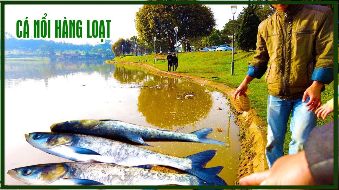 Đà Lạt: Giăng lưới vớt hàng ngàn con cá cá nổi hàng loạt sau mưa ở Hồ Xuân Hương