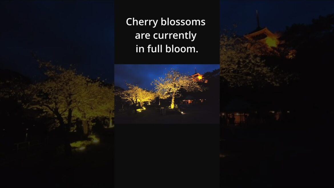 【Full bloom!】Yokohama's best cherry blossom viewing spot