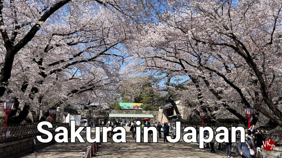Spring in Japan 2023. Cherry blossom season 4K. Sakura. Where to go in Nagoya. Ohanami