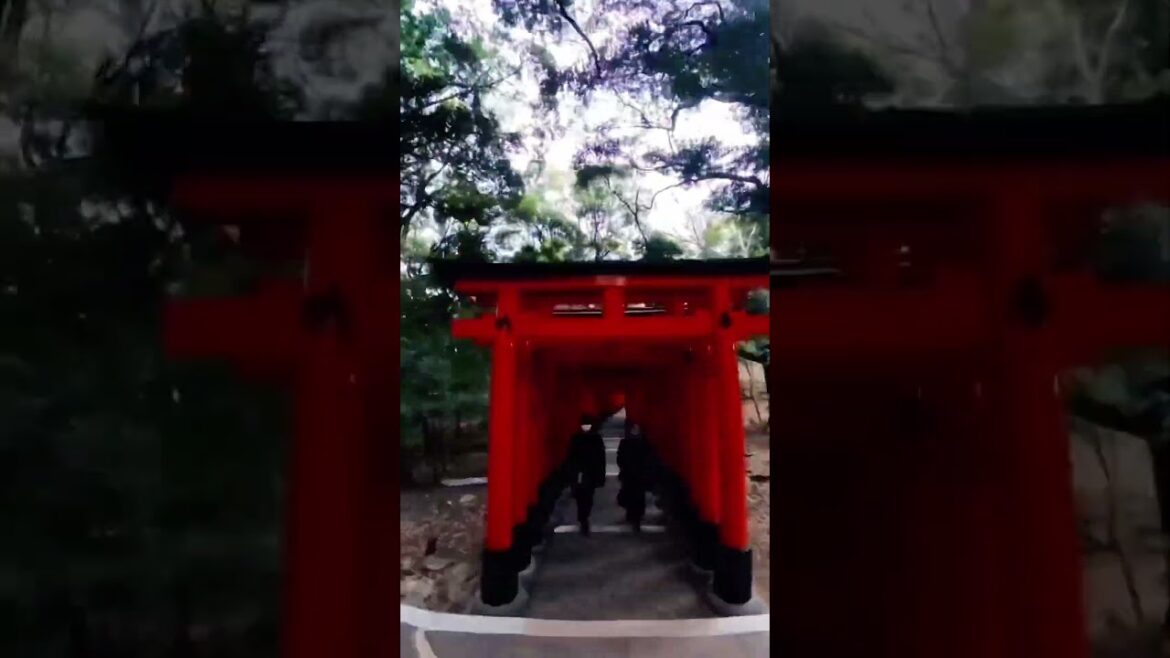 Japanese Shrine of 1000 Gates in Kyoto #walking #japan ##fushimiinari #subscribe