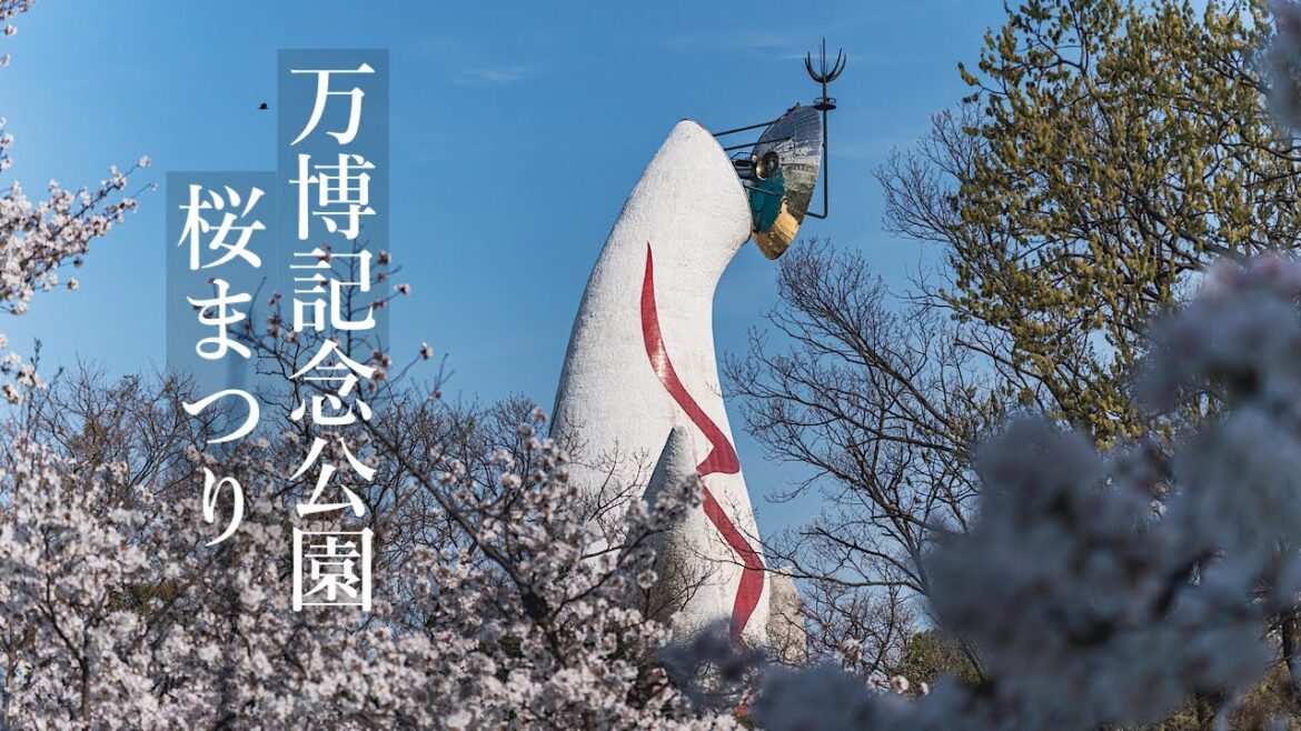 万博記念公園 桜まつり 2023 Osaka Walk – Cherry blossoms at Expo’70 Commemorative Park 4K HDR Japan 万博記念公園 桜まつり 2023 Osaka Walk - Cherry blossoms at Expo'70 Commemorative Park 4K HDR Japan