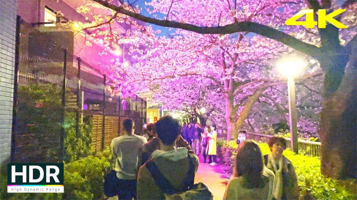 Tokyo Meguro Sakura Cherry Blossoms at Night - 2023 Japan・4K HDR/Binaural
