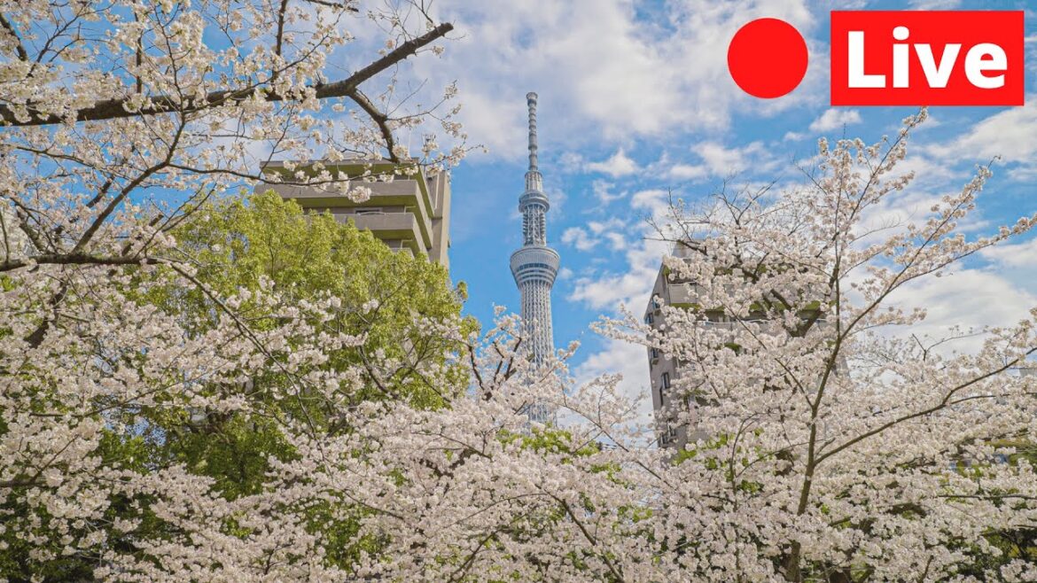 Tokyo LIVE Chasing Cherry Blossoms Tokyo LIVE Chasing Cherry Blossoms
