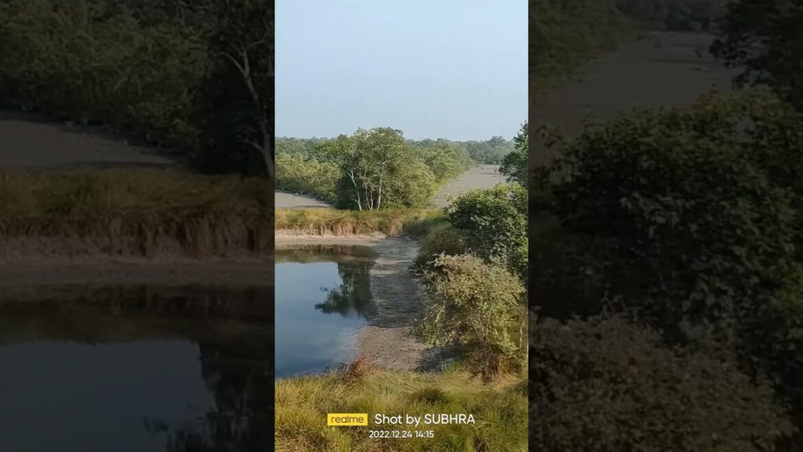 Sundarban Tiger Reserve🐯 Sudhanyakhali🐯 #shorts #travelshorts #travel #tourism #sundarban #tiger