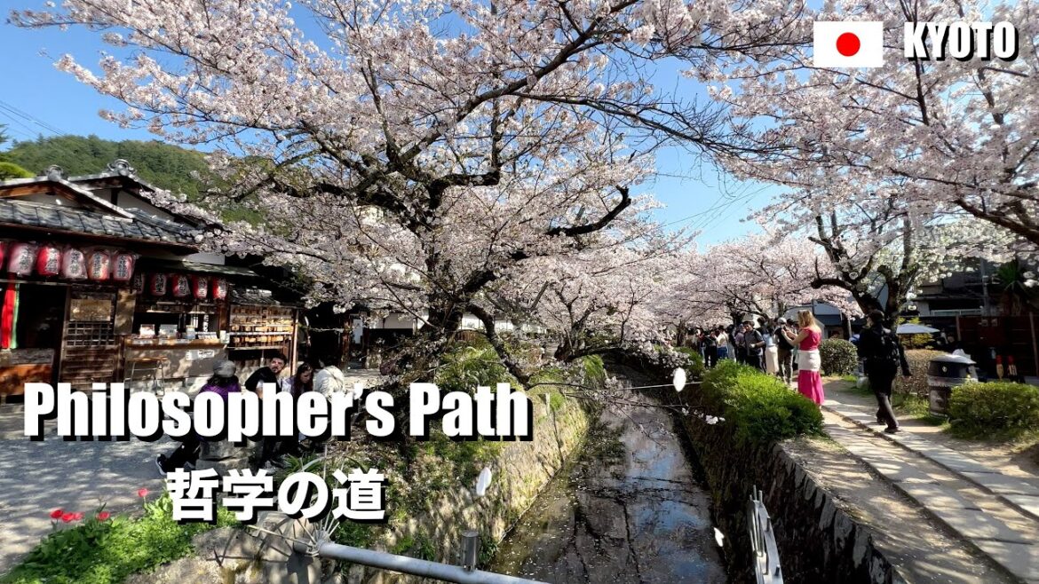 Philosopher’s Path and Cherry Blossom, Kyoto, Japan | 4K Walking