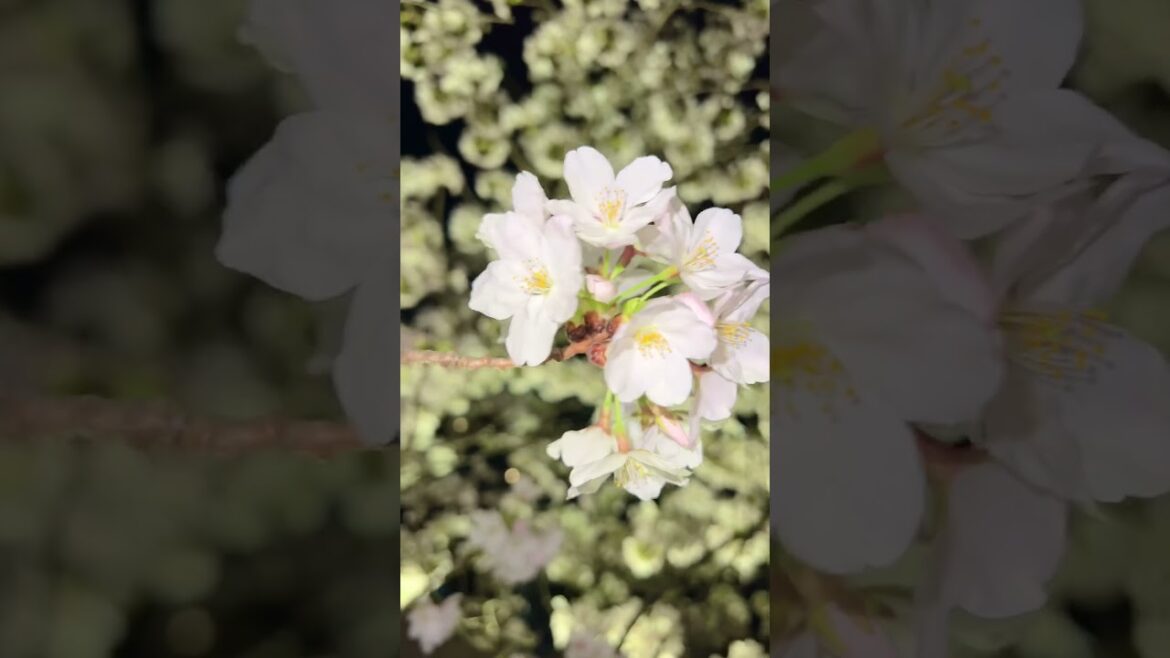 Brief look at the beautiful Cherry Blossom in Japan | Sora Tabi #shorts