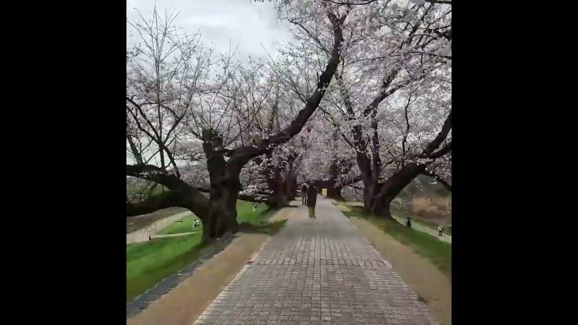 Sub4more//CHERRY BLOSSOMS, OSAKA, Sakuradeai walk 2nd part #shorts