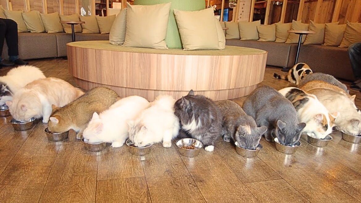 Cleanest Cat Cafe in Tokyo Akihabara 😻 MOCHA Akihabara