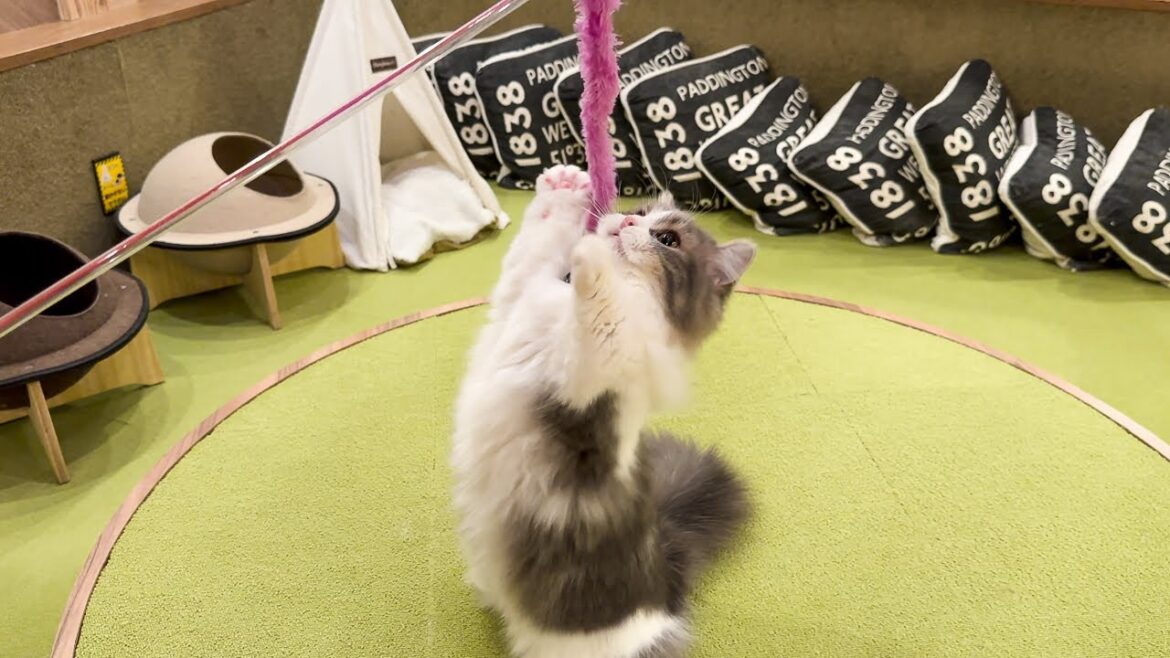 Experience a Cat Cafe in Japan 🐈 | Cat Cafe MOCHA Osaka Shinsaibashi