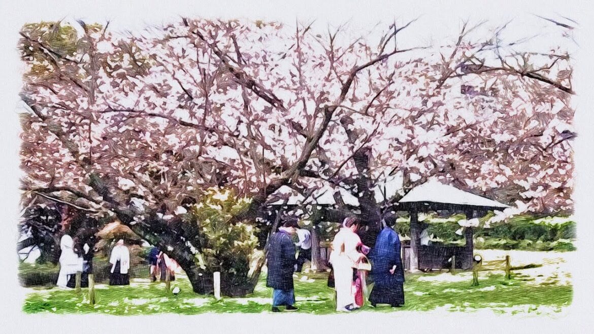 Walking around famous cherry blossom spots in Japan（Fukuoka,Fukuoka Castle Ruins）4K ASMR