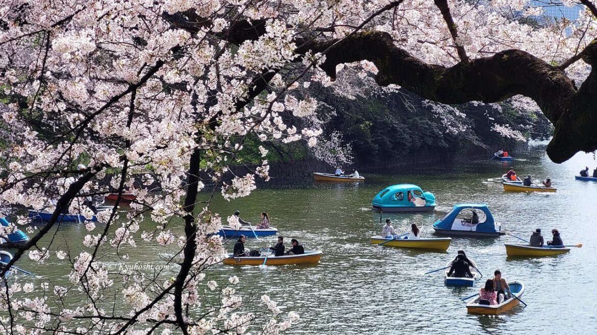 Sakura Festival in Chiyoda - Tokyo Walk