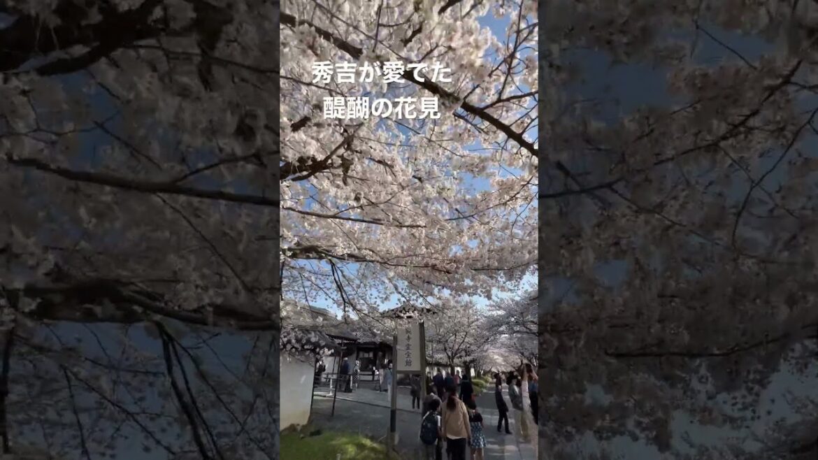 （3/29の桜）京都醍醐寺満開の桜。現在満開、まだ三分咲きの桜もあり！Kyoto Cherry Blossoms Daigoji-Temle.Sakura