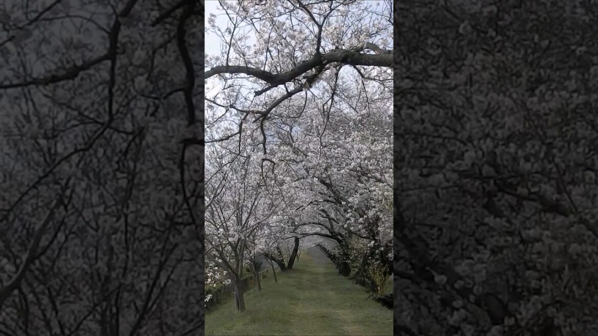 Сакура уже цветет вовсю #япония #japan #travel