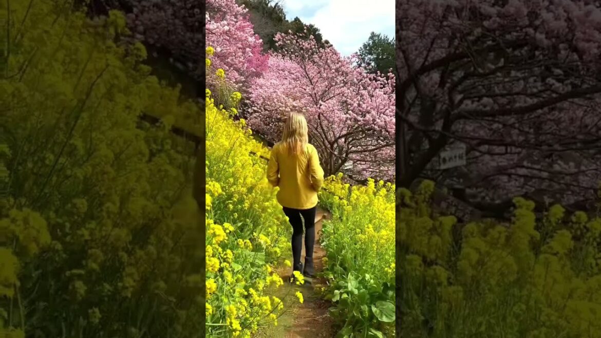 Spring has arrived in Japan 🌸 #traveljapan #japantravel #travelmore #travelcouple #cherryblossom