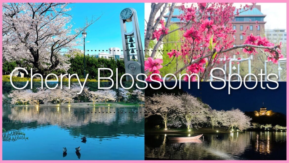 桜スポット巡り🌸横須賀・横浜 ヴェルニー公園/山下公園/三溪園［vlog］Cherry Blossom Spots in YOKOSUKA and YOKOHAMA JAPAN