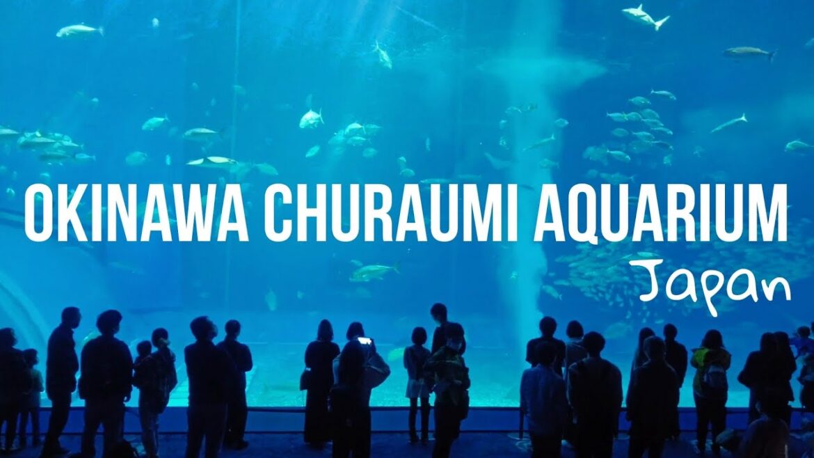 Okinawa Churaumi Aquarium – Okinawa, Japan Okinawa Churaumi Aquarium - Okinawa, Japan