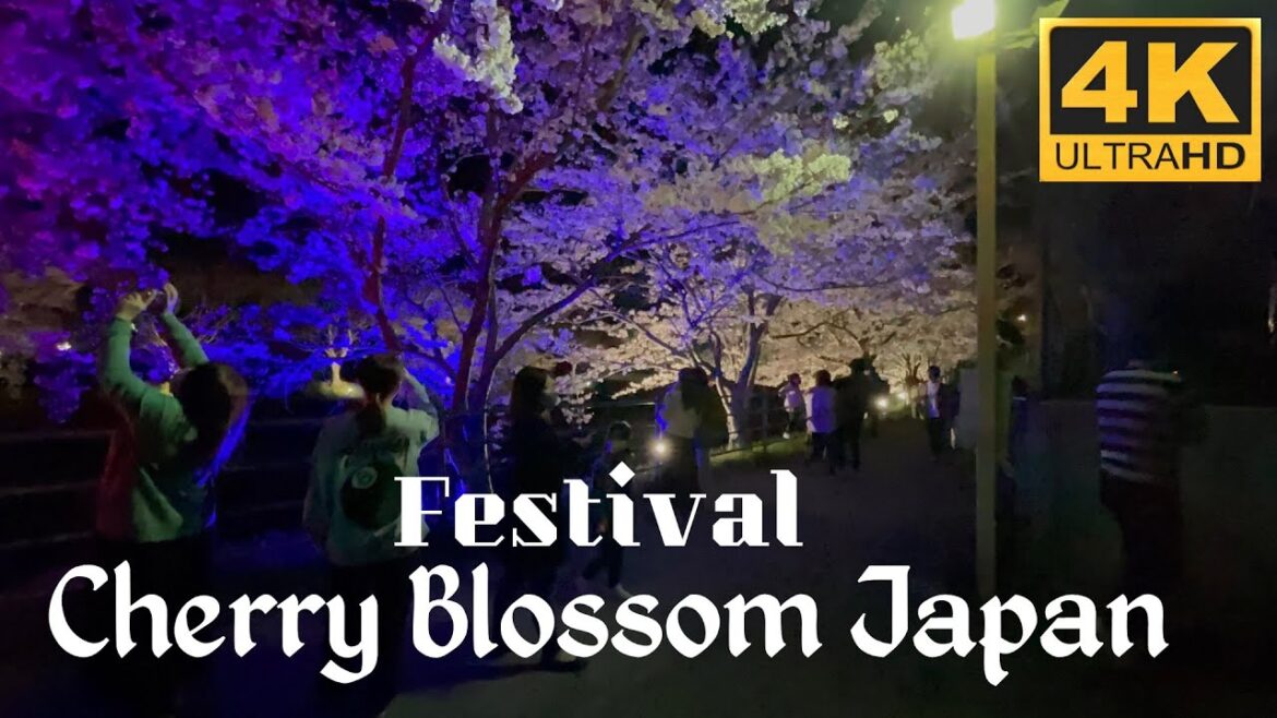 4K JAPAN WALK - Walking Around Festival Cherry Blossom At Night In Shiga Japan 2023 - Japan Walk TV