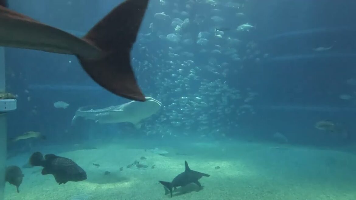 Three Hours of the Main Tank at Osaka Aquarium 海遊館