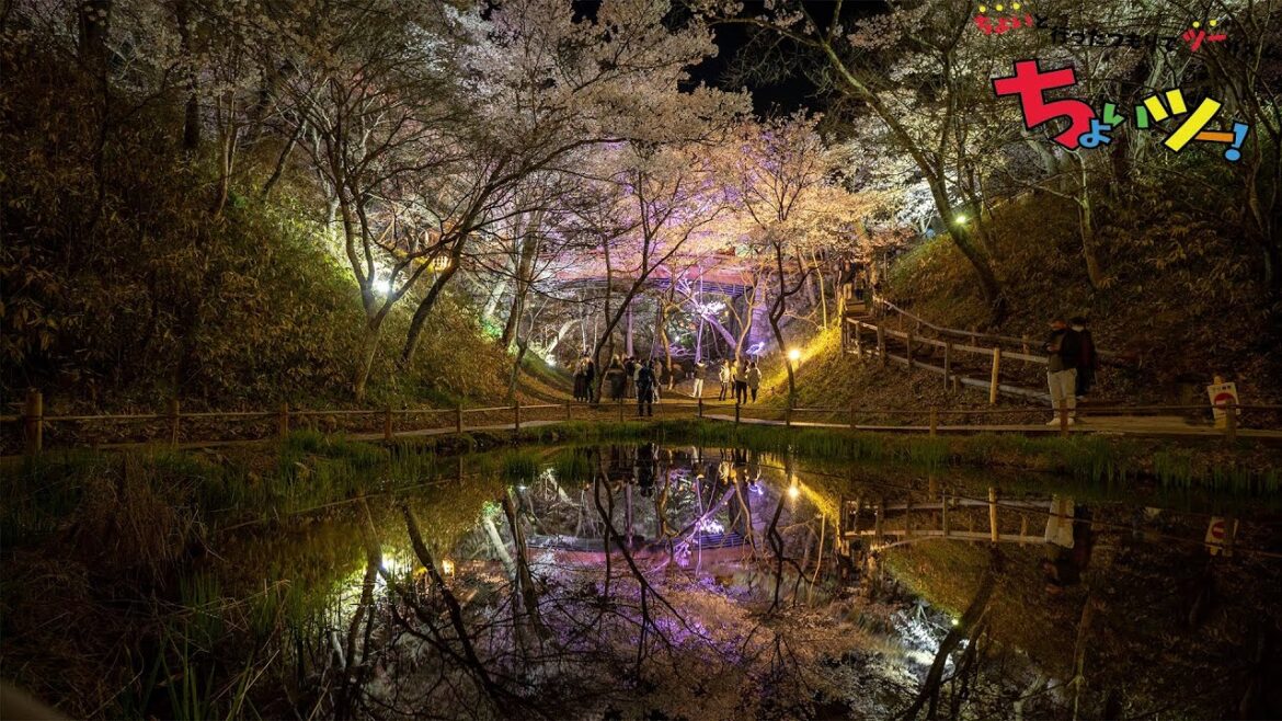 【長野県伊那市】2023.3.31 天下第一の桜 高遠城址公園 さくら祭り 【長野県伊那市】2023.3.31 天下第一の桜 高遠城址公園 さくら祭り