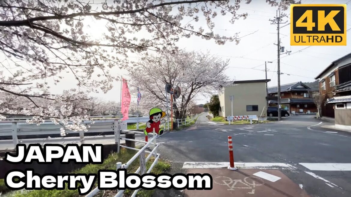 4K JAPAN WALK - Walking Around Japanese Countryside April 2023 Cherry Blossom Season I Japan Walk TV