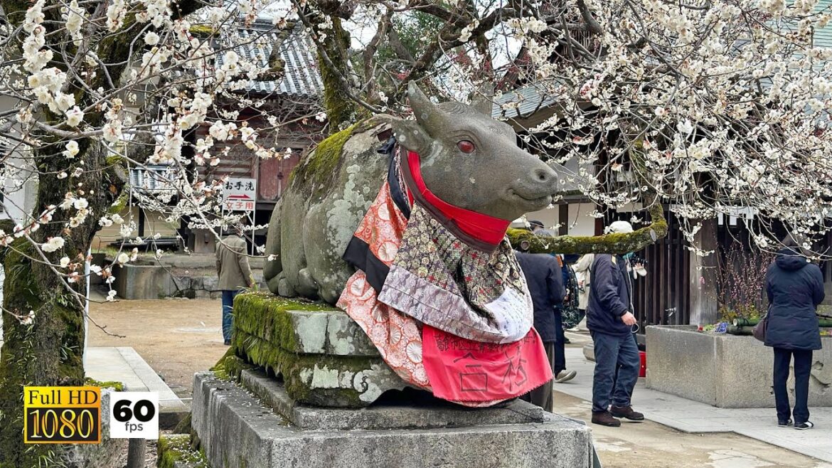 JAPAN TRAVEL | Plum Blossoms at Kitano Tenmangu Shrine and Japanese Trees Market in KYOTO, JAPAN
