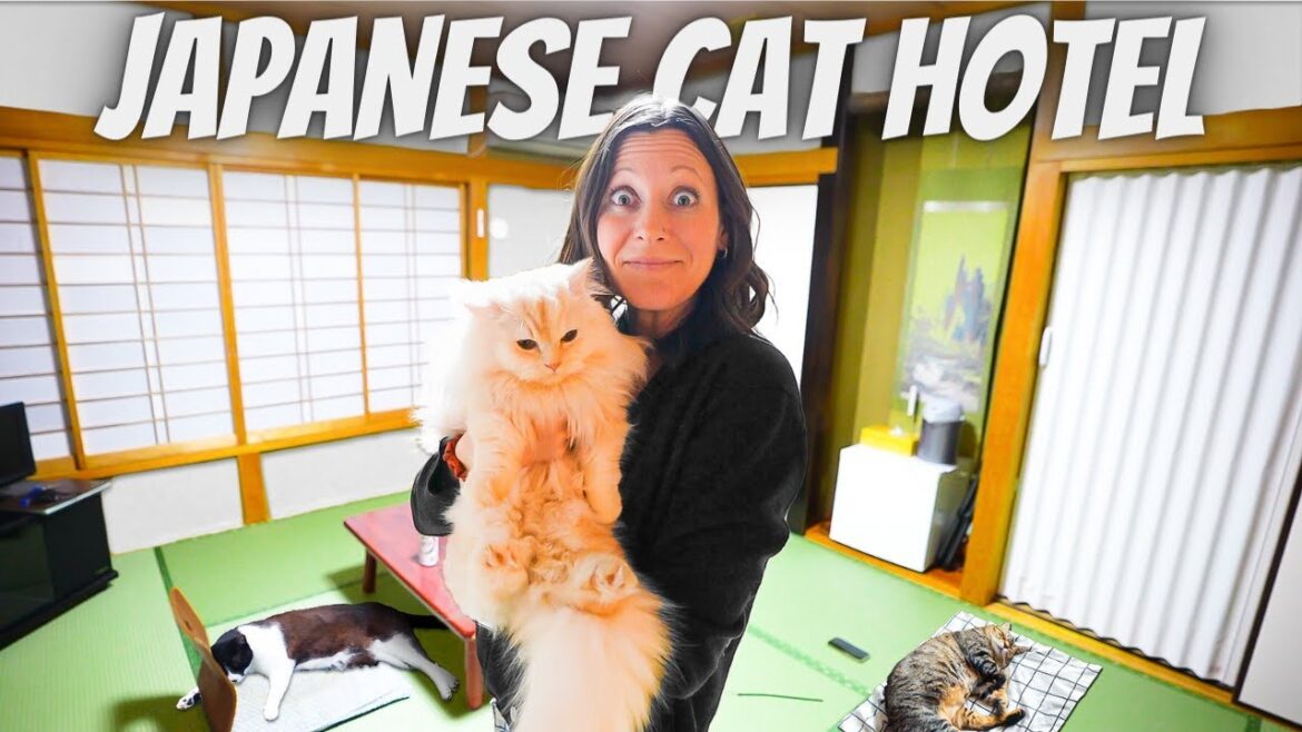 We Stayed at the World’s Only CAT HOTEL (not what we expected) We Stayed at the World's Only CAT HOTEL (not what we expected)
